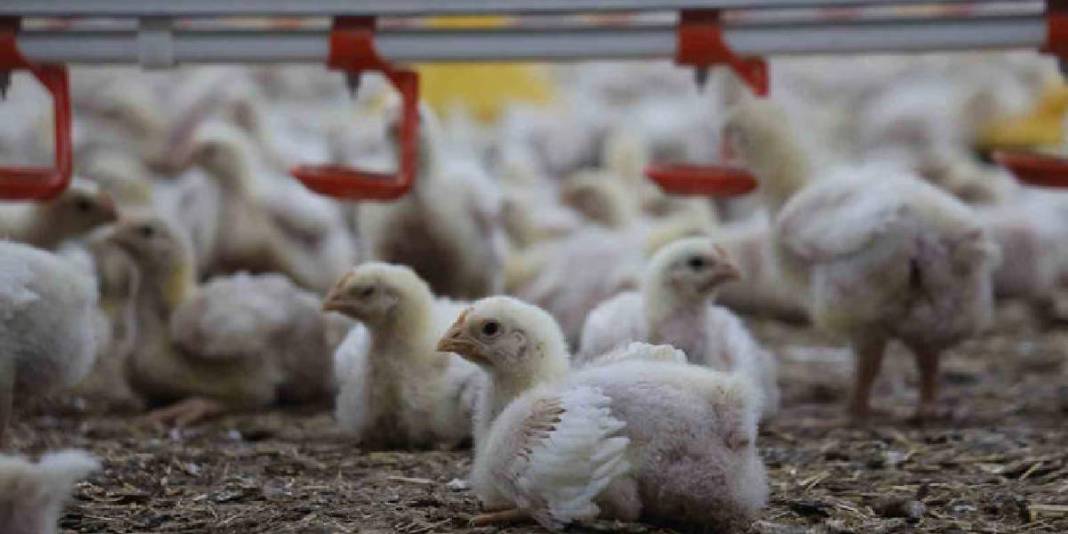 Devlet desteğiyle ikinci çiftliğini açtı: Yılda 360 ton beyaz et sağlıyor 3